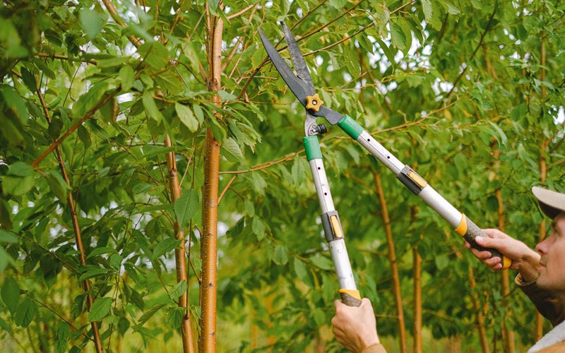 Tree trimming in Radcliffe, IA